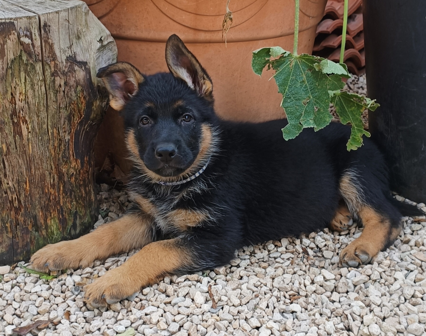 du monde de cheyenne - Chiots disponibles - Berger Allemand