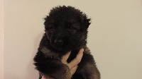 CHIOT